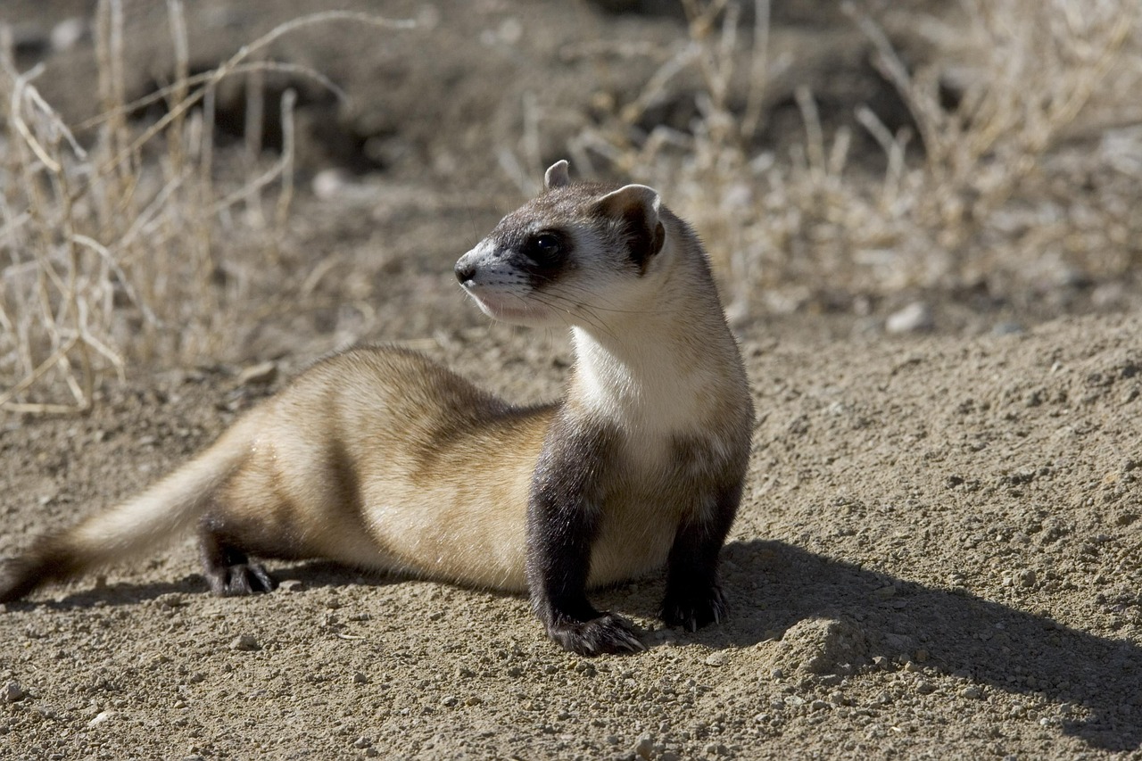 Nuotrauka, Šeškas, Kojos, Juoda, Skunks, Šeškai, Gyvūnai, Fauna, Nemokamos Nuotraukos,  Nemokama Licenzija