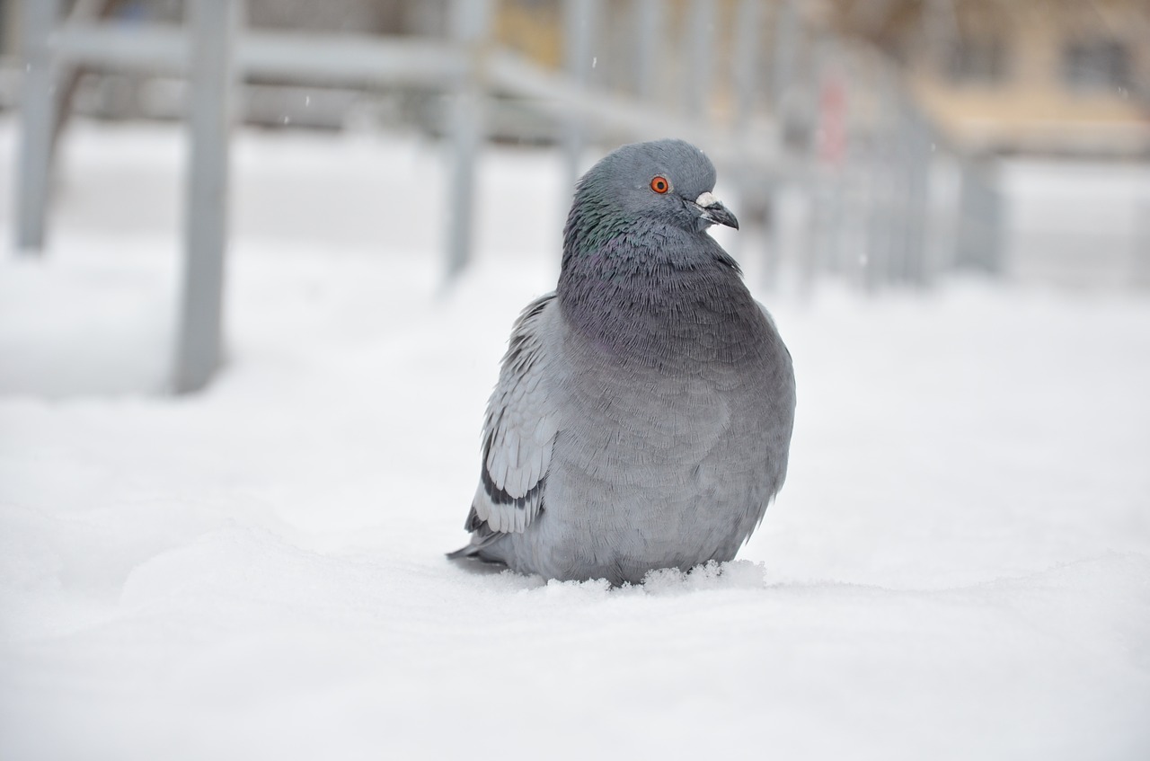 Pidgin,  Paukštis,  Balandis,  Balandis,  Skristi,  Žiema, Nemokamos Nuotraukos,  Nemokama Licenzija