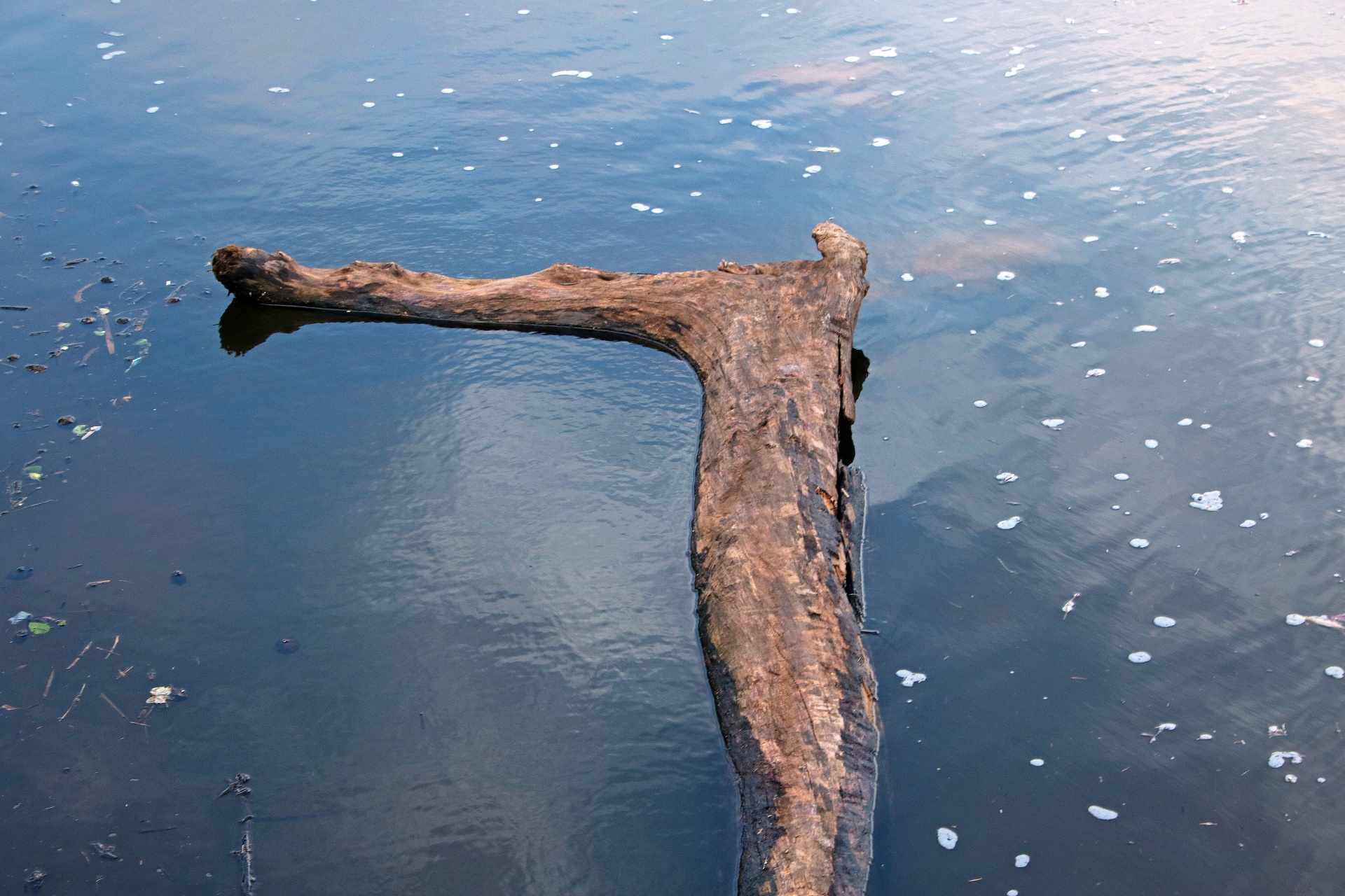 Vanduo,  Lagūnas,  Mirgėjimas,  Mediena,  Negyvos Medienos,  Driftwood,  Ruda,  Pakrantės,  Lagūnos Dreifuojančio Medžio Gabalas, Nemokamos Nuotraukos