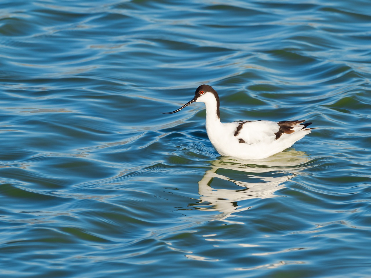 Pied Avocet,  Paukštis,  Paukštis,  Vanduo,  Gamta,  Vandens Paukštis,  Gyvūnas,  Balta,  Ežeras,  Jūra