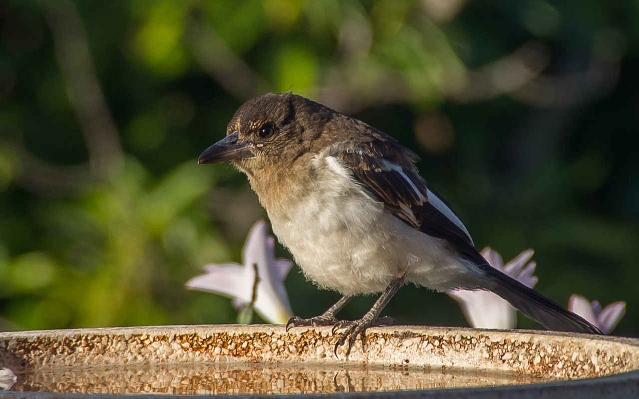 Pied Butcherbird, Butcherbird, Jaunas, Purus, Plunksnos, Paukštis, Juoda, Balta, Laukiniai, Queensland