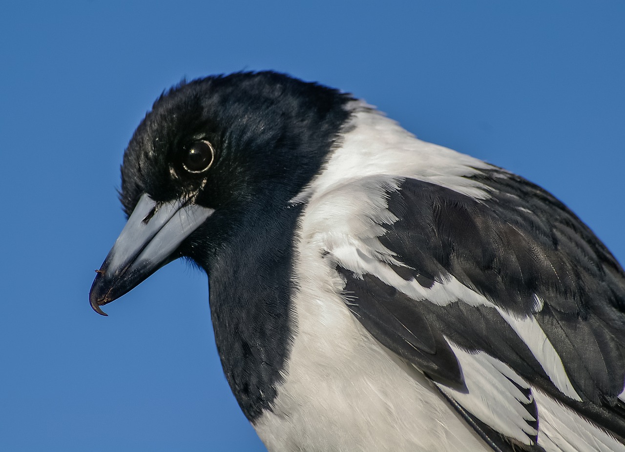 Pied Butcherbird, Butcherbird, Plunksnos, Paukštis, Juoda, Balta, Laukiniai, Mėlynas, Dangus, Queensland