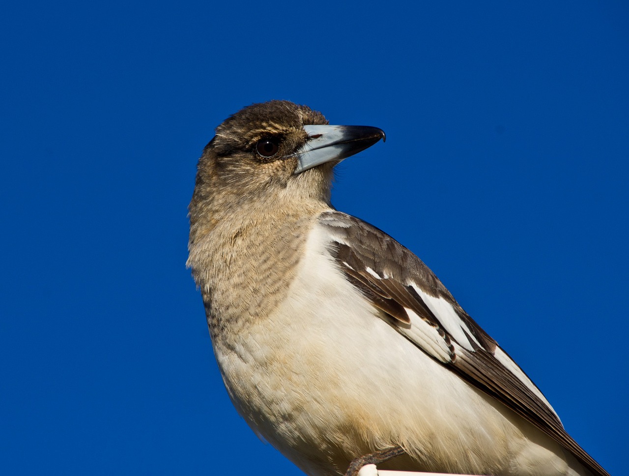 Pied Butcherbird, Butcherbird, Pied, Paukštis, Nepilnametis, Mėsininkas, Aves, Paukštis, Fauna, Avifauna