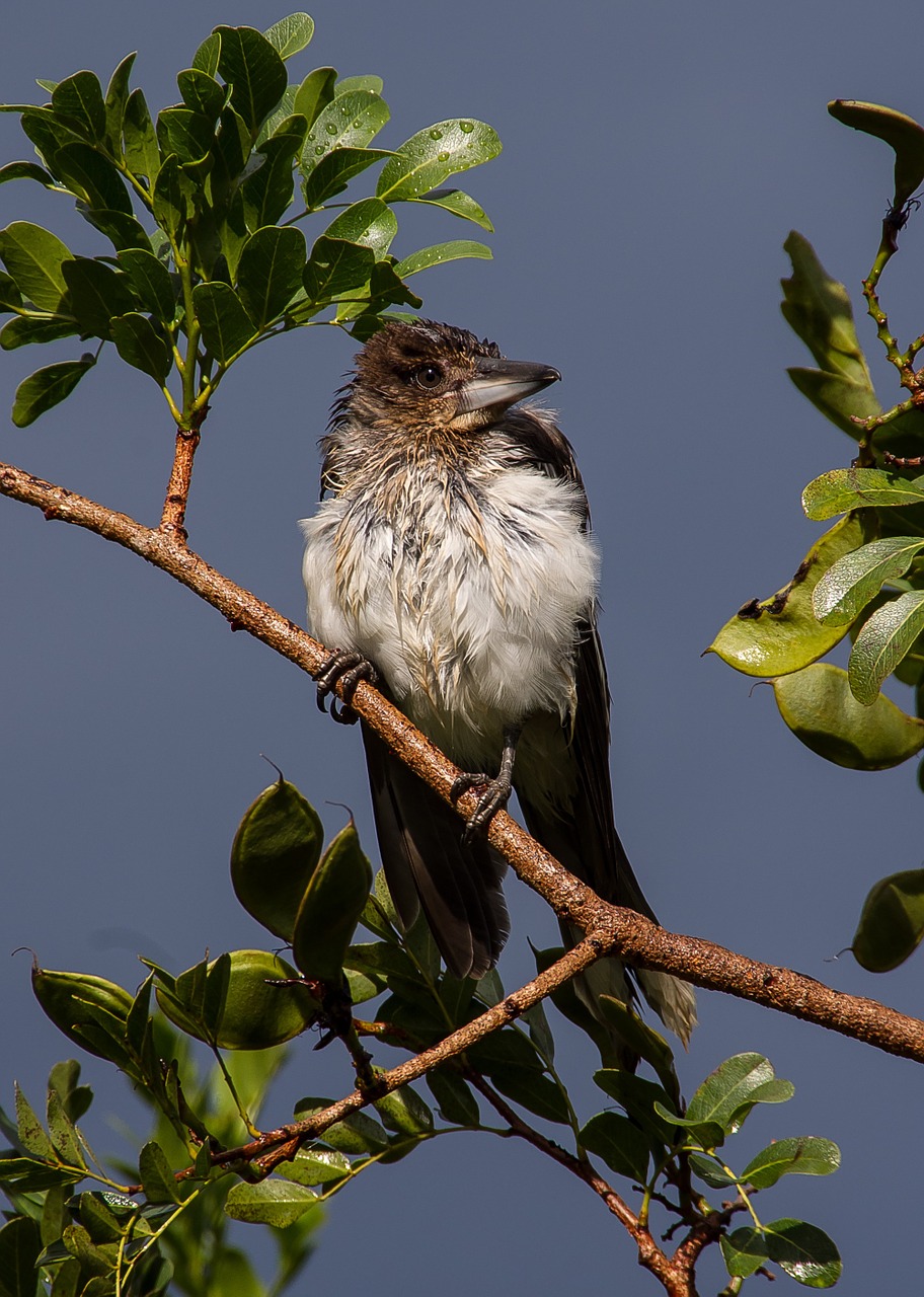 Pied Butcherbird, Butcherbird, Kūdikis, Jaunas, Šlapias, Plunksnos, Lietus, Džiovinimas, Paukštis, Juoda