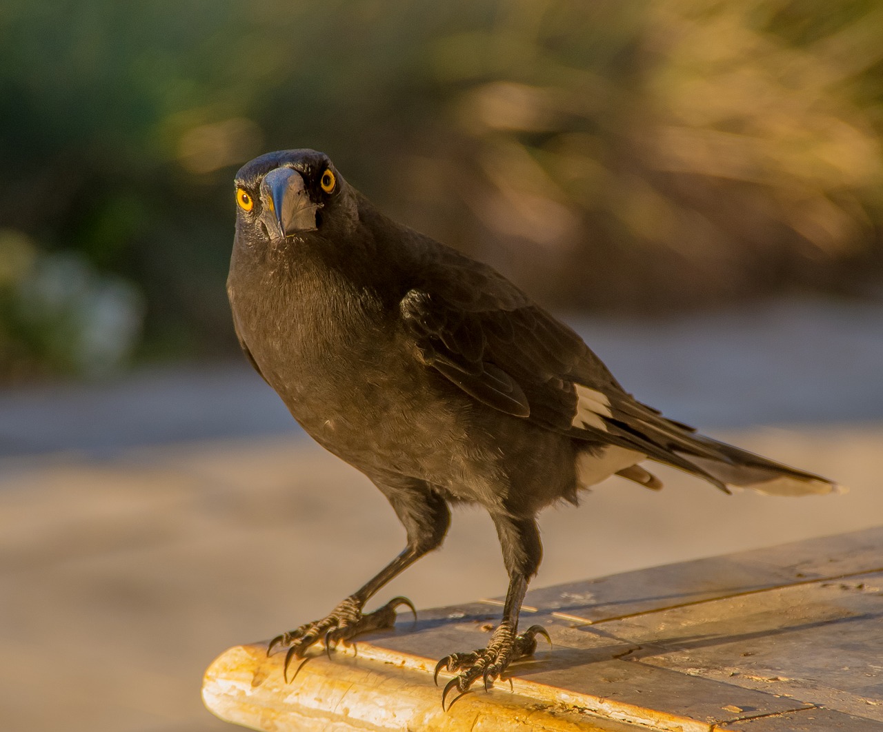 Lāsains Currawong,  Strepera Graculina,  Paukštis,  Juodos Spalvos,  Geltonos Akys,  Laukinių,  Žiūrėti,  Kvinslandas,  Australija, Nemokamos Nuotraukos