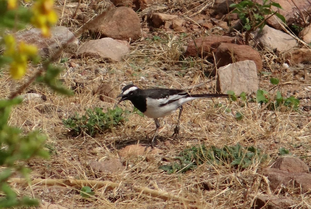 Pied Vagtail, Motacilla Alba, Paukštis, Skristi, Sparnai, Plunksna, Laukinė Gamta, Snapas, Laukiniai, Laisvė