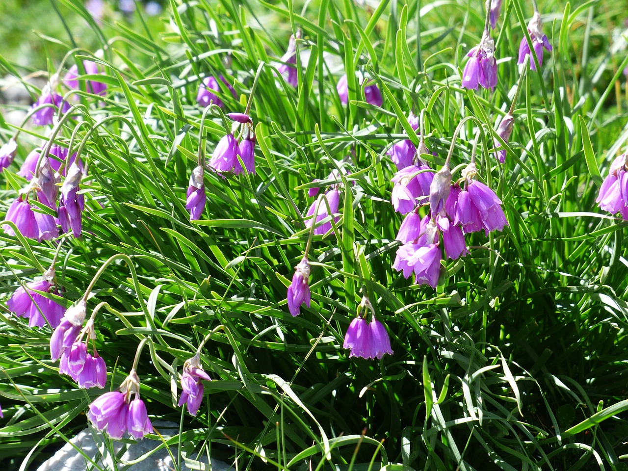 Piegarša Porai, Gėlė, Žiedas, Žydėti, Rožinis, Violetinė, Narcizų Žydrųjų Porų, Allium Narcissiflorum, Amaryllidaceae, Narcizai Porai