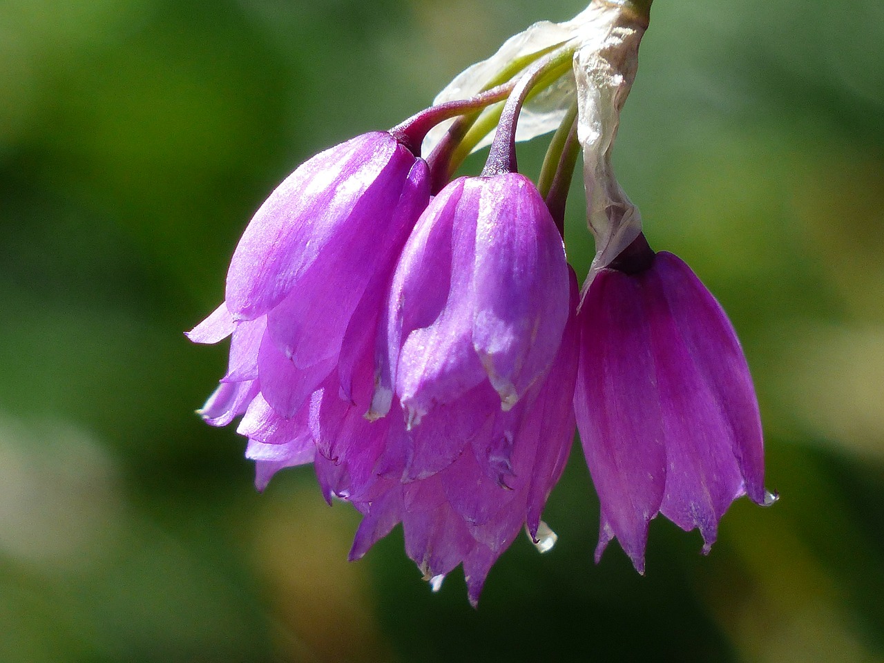 Piegarša Porai, Gėlė, Žiedas, Žydėti, Rožinis, Violetinė, Narcizų Žydrųjų Porų, Allium Narcissiflorum, Amaryllidaceae, Narcizai Porai