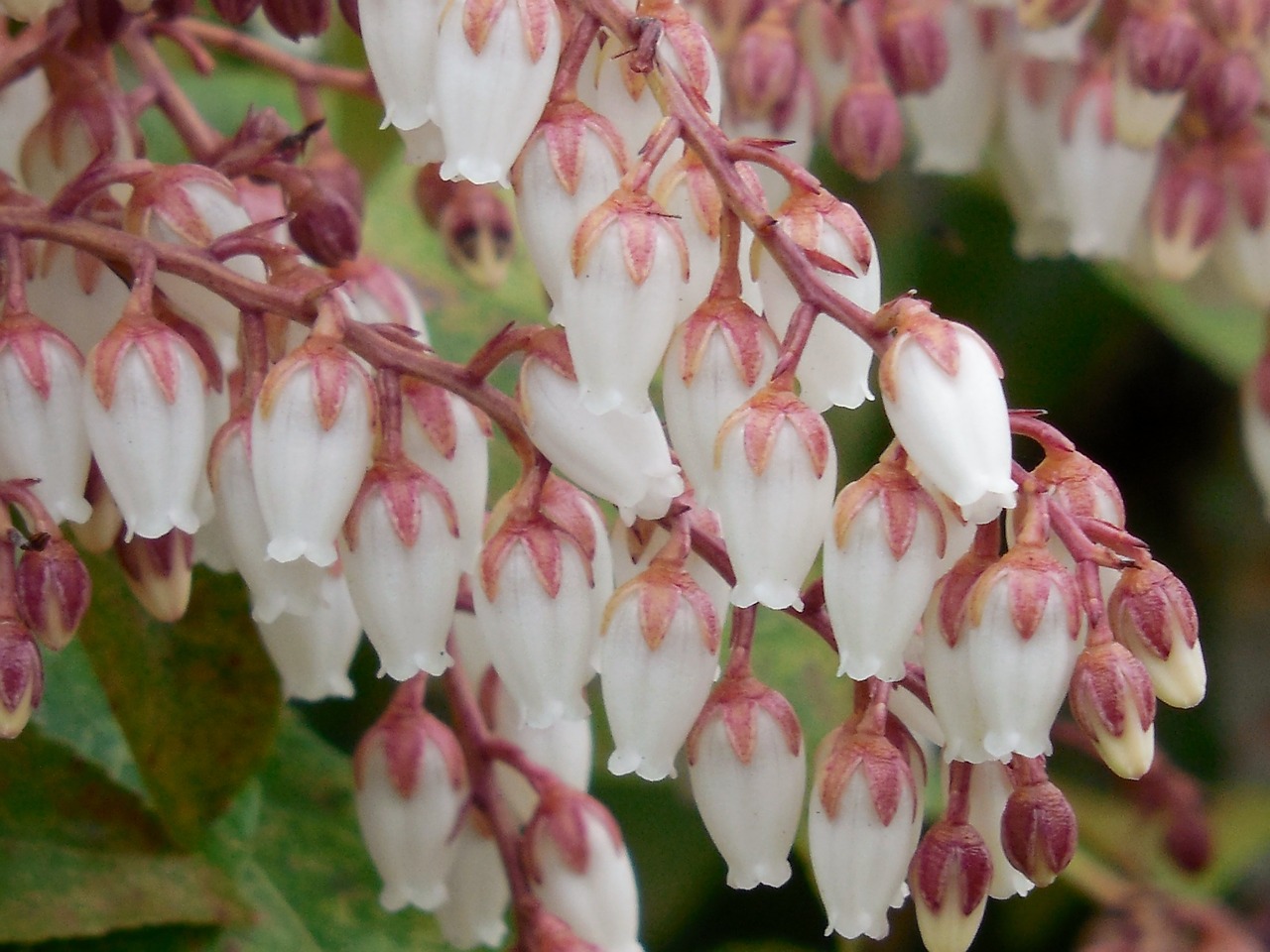 Pieris,  Žydėti,  Gamta,  Žalias,  Flora,  Augalas,  Žiedas,  Pavasaris,  Gėlė,  Balta