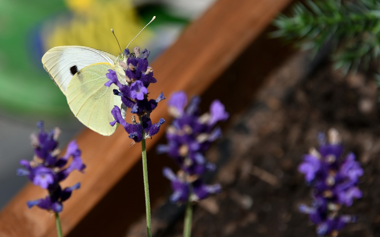 Pieris Brasicae,  Drugelis,  Baltos Spalvos,  Vabzdys,  Gėlės,  Levandų,  Drugelis Dieną,  Vasara,  Sodas,  Pobūdį