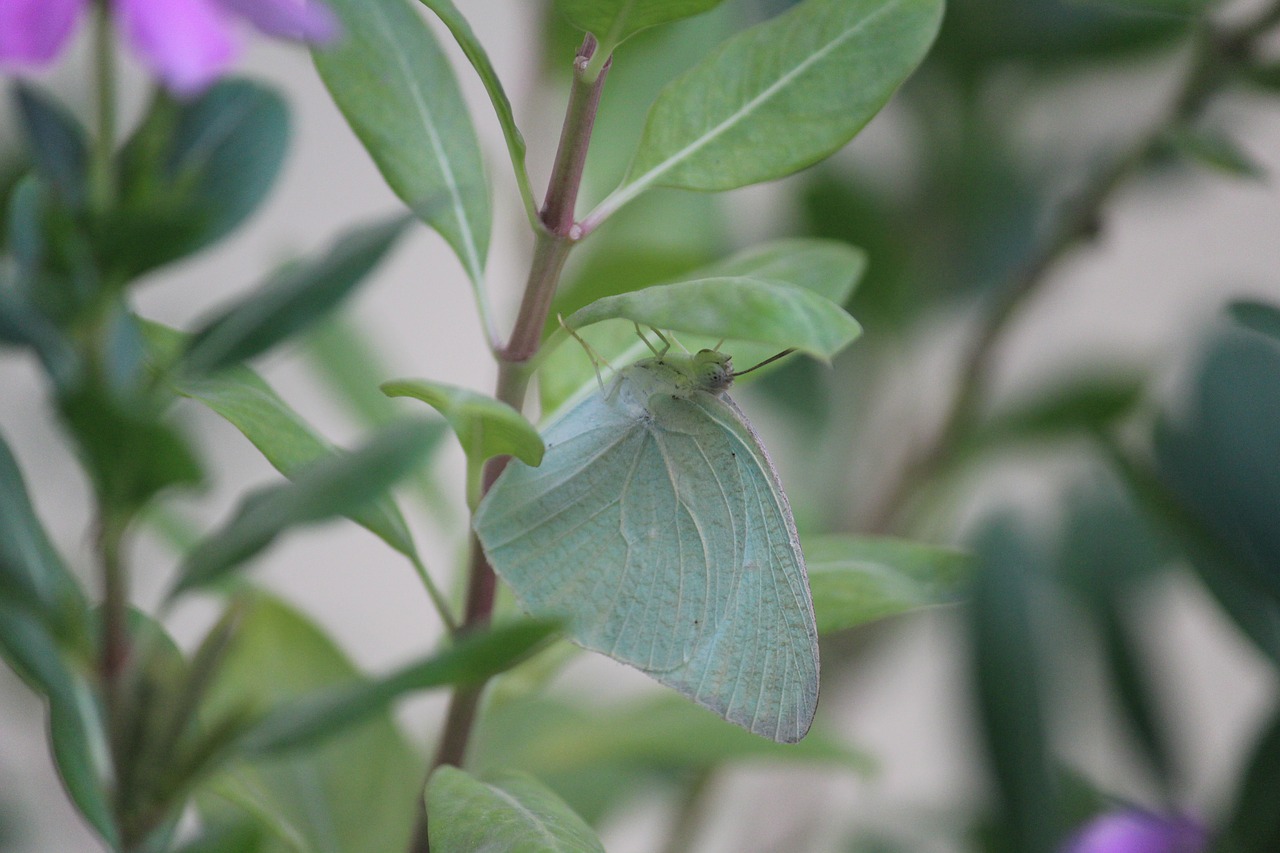 Pieris Rapae, Drugelis, Žalias, Poilsio, Augalas, Nemokamos Nuotraukos,  Nemokama Licenzija