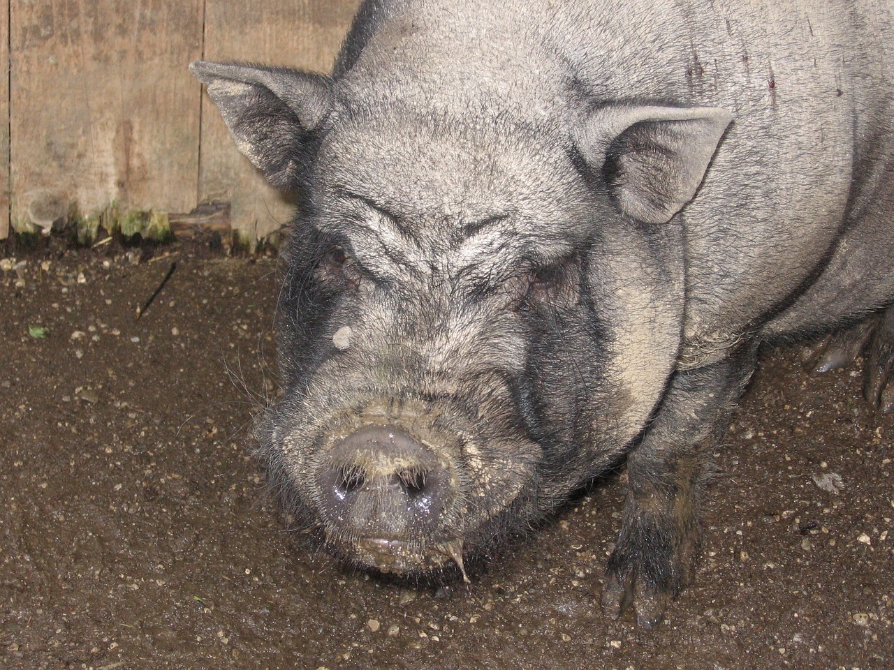 Kiaulė, Gyvūnas, Ūkis, Gamta, Laiminga Kiaulė, Kiaulės, Sėti, Nemokamos Nuotraukos,  Nemokama Licenzija