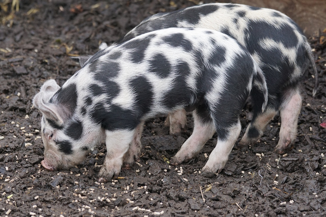 Kiaulė, Turopolje, Naminė Kiaulė, Paršelis, Kuklus, Sus Scrofa, Tvirtas, Gyvūnai, Nemokamos Nuotraukos,  Nemokama Licenzija