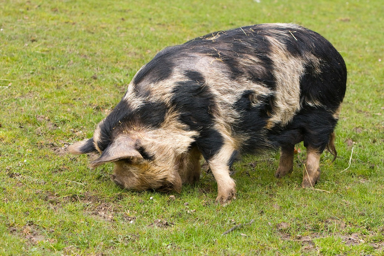 Kiaulė, Didelis, Valgymas, Žolė, Gyvūnas, Ūkis, Didelis, Lauke, Nuotrauka, Nemokamos Nuotraukos