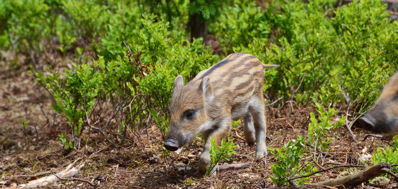 Kiaulė, Paršelis, Vienas, Šernas, Critters, Gyvūnas, Snukis, Cub, Brood, Kiaulės