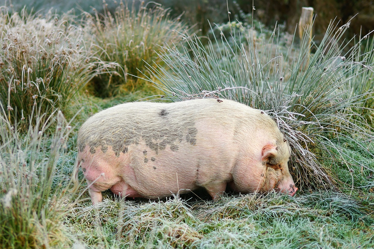 Kiaulė, Šernas, Lapkritis, Šaltis, Rytas, Žinduolis, Gamta, Gyvūnas, Padaras, Šeriai