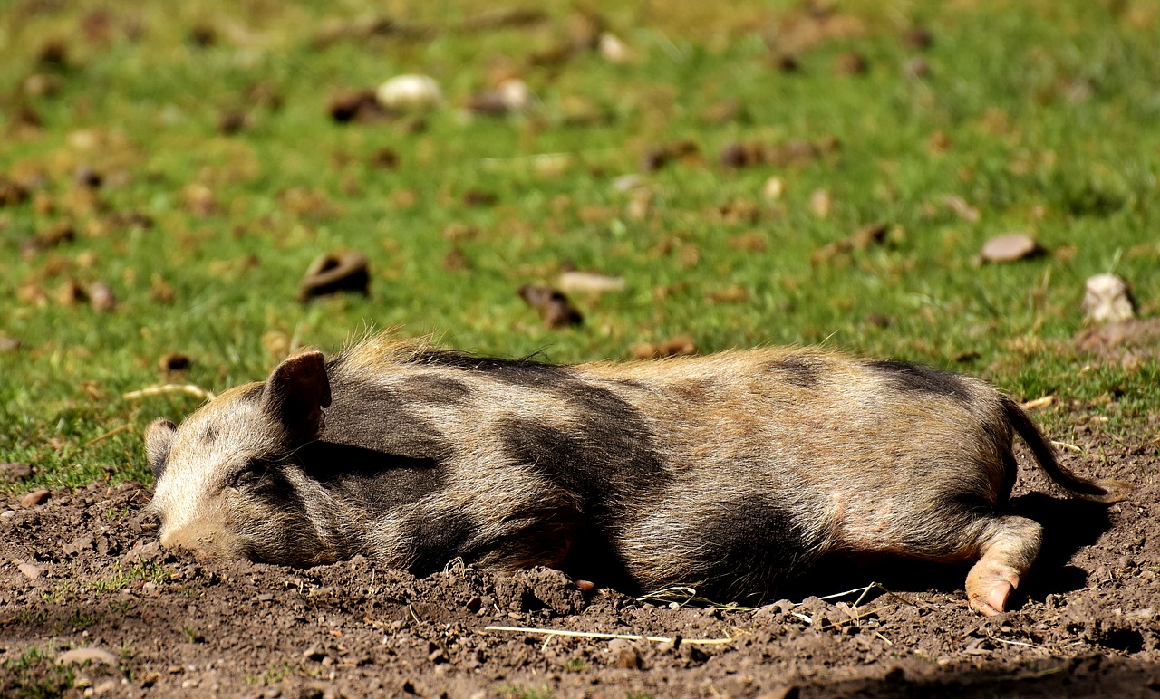 Kiaulė, Miegoti, Purvinas, Jaunas Gyvūnas, Gyvūnas, Laukinės Gamtos Fotografija, Gamta, Laukinių Parkų Girtavimas, Nemokamos Nuotraukos,  Nemokama Licenzija