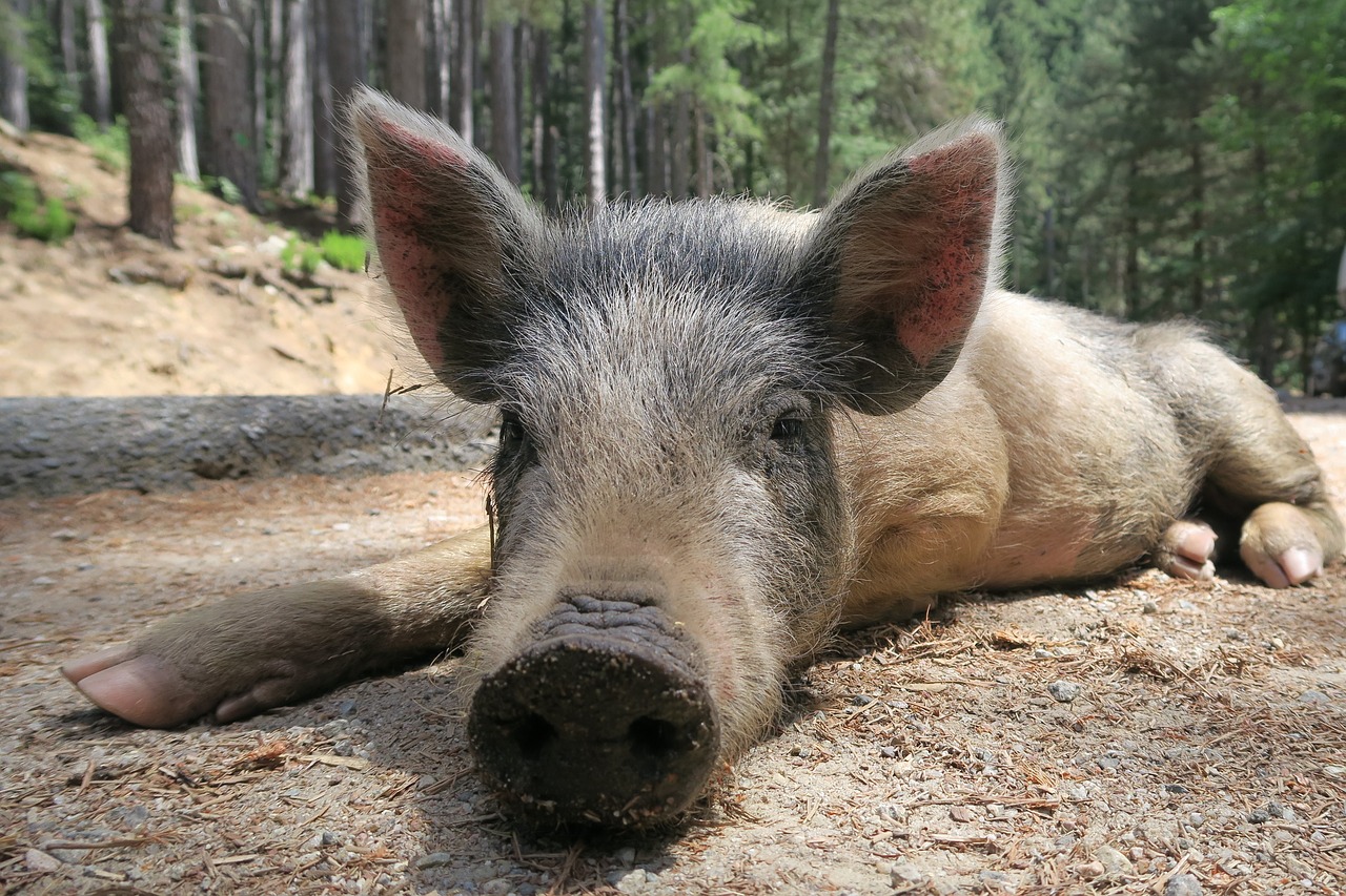 Kiaulė, Šernas, Kiaulytė, Korsikietis, Paršelis, Kiaulių Korsika, Korsikietiškos Valgyklos, Nemokamos Nuotraukos,  Nemokama Licenzija