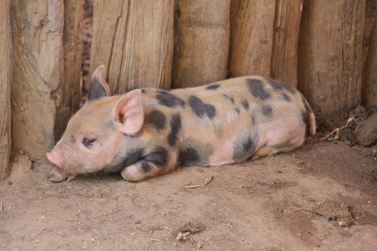 Kiaulė, Ūkis, Kūdikis, Kiauliena, Kiaulytė, Kaimas, Paršelis, Kiaulės, Nemokamos Nuotraukos,  Nemokama Licenzija