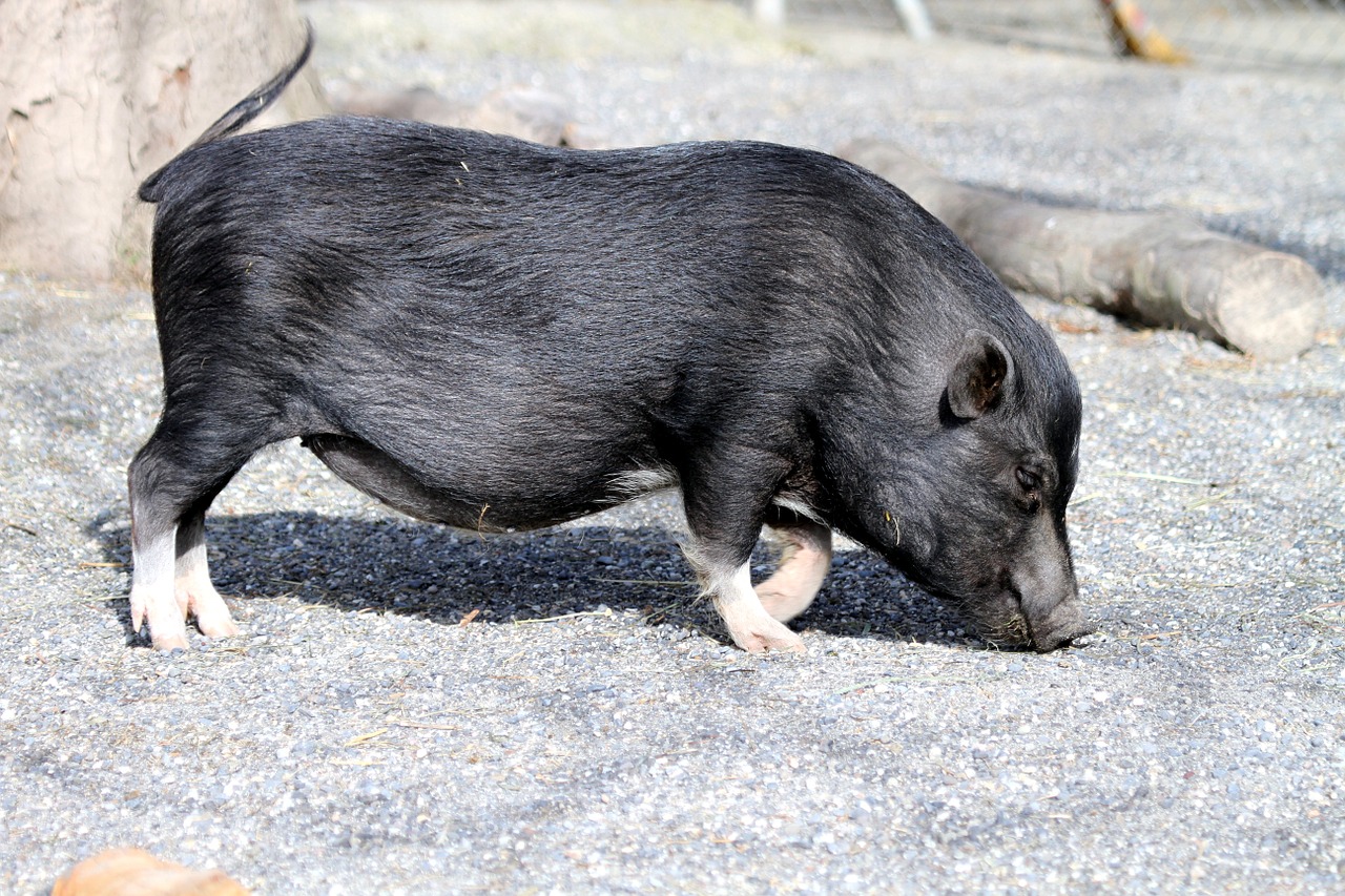 Kiaulė, Gyvūnai, Gamta, Padaras, Gyvūnas, Sėti, Mini, Paršelis, Ūkis, Žemė