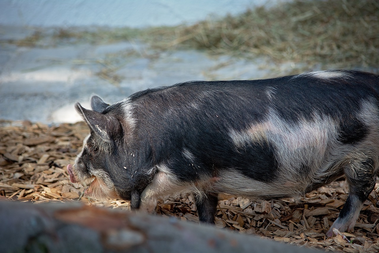 Kiaulių,  Gyvūnas,  Naminių Kiaulių,  Žinduolis,  Gyvūnijos Pasaulyje,  Ūkis,  Lopas,  Taškuotas, Nemokamos Nuotraukos,  Nemokama Licenzija