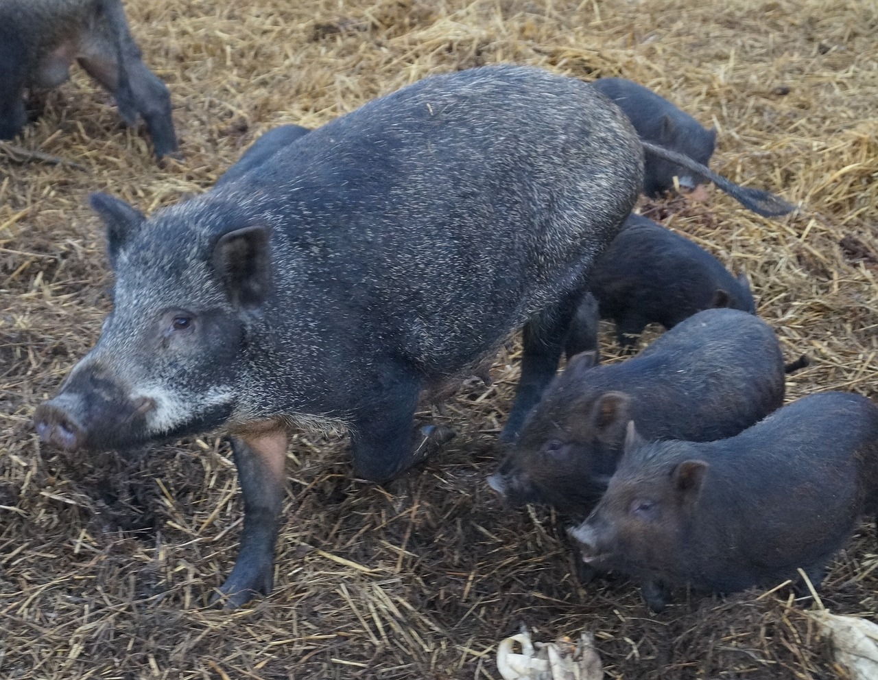 Kiaulė, Gyvūnas, Critters, Laukiniai, Šeriai, Snukis, Paršelis, Purvinas, Purvas, Šernas