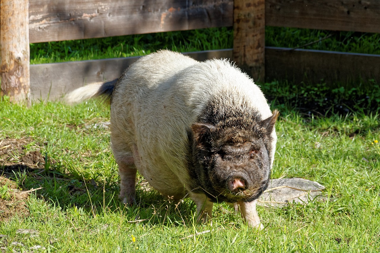 Kiaulė, Naminė Kiaulė, Gyvuliai, Sėti, Žinduolis, Gamta, Austria, Alpių, Nemokamos Nuotraukos,  Nemokama Licenzija