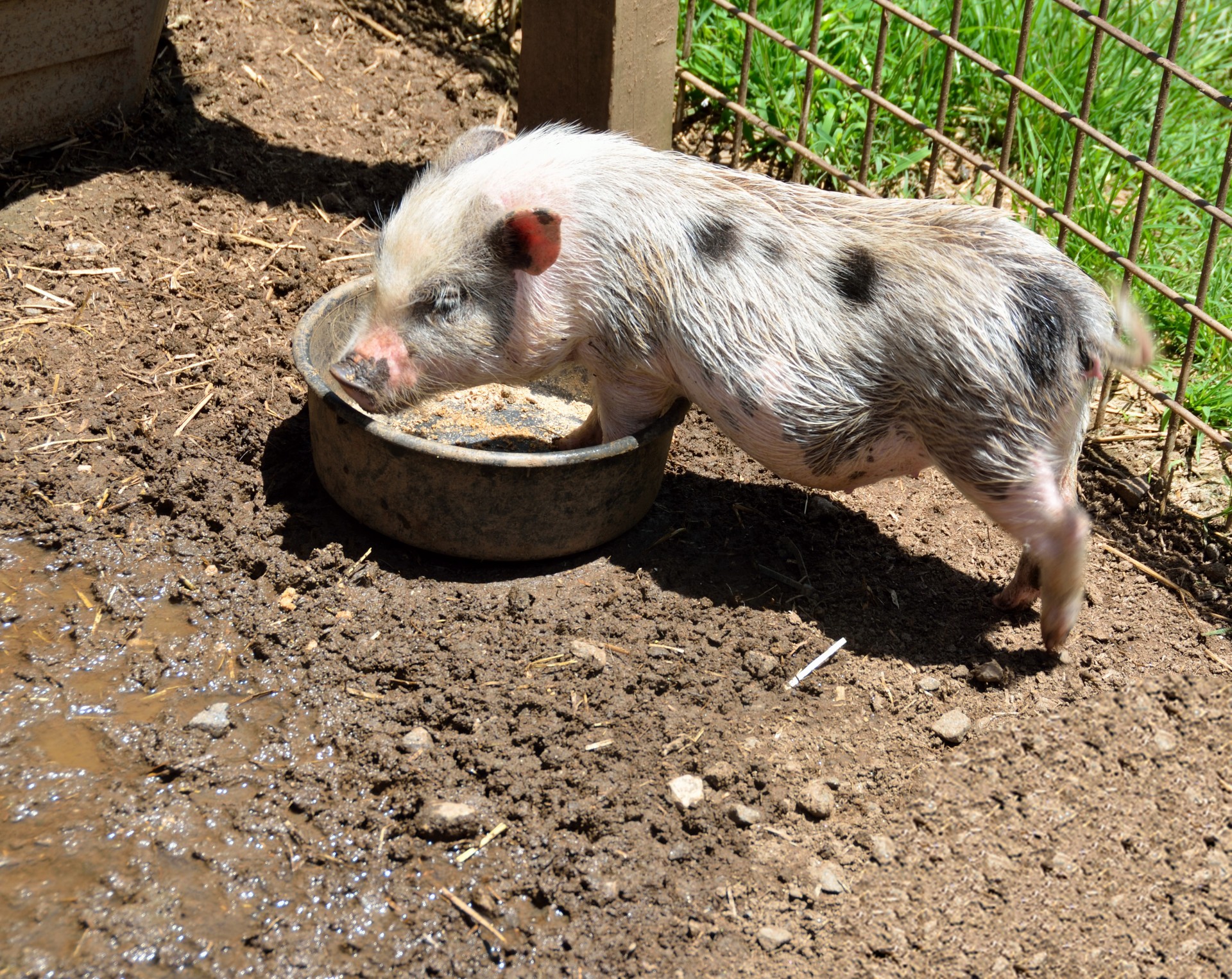 Kiaulė,  Ūkis,  Petting & Nbsp,  Zoologijos Sodas,  Purvinas,  Kiaulės,  Žemdirbystė,  Žinduolis,  Mielas,  Stalas