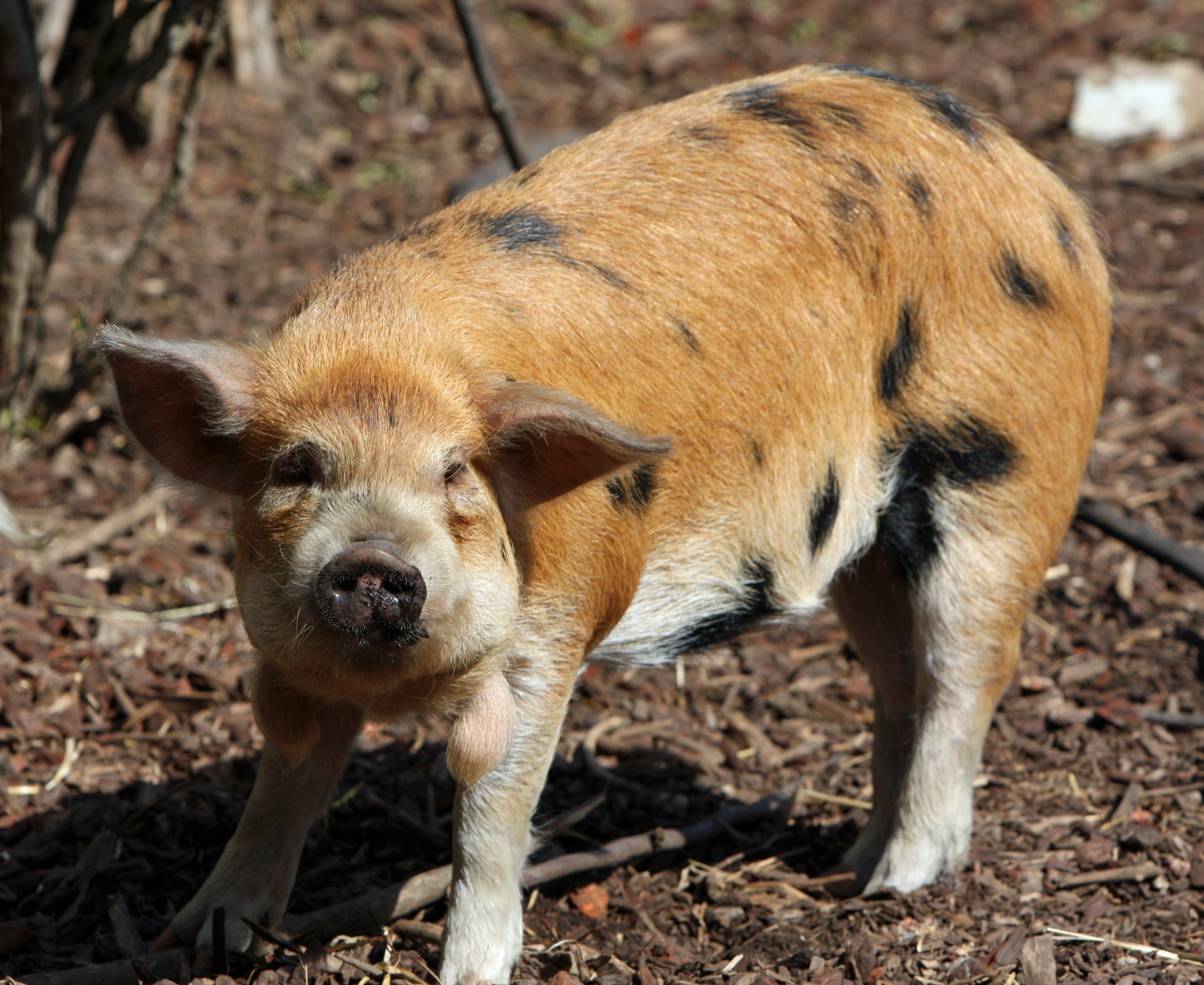 Kiaulė,  Kune & Nbsp,  Kune,  Kiaulytė,  Mielas,  Portretas,  Gyvūnas,  Gamta,  Nuotrauka,  Vaizdas