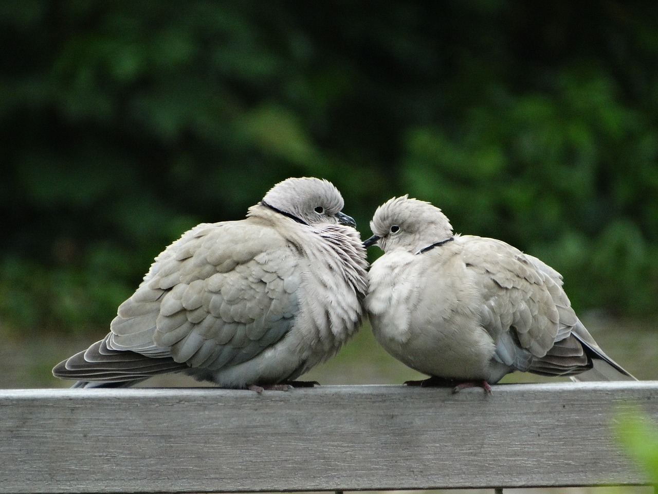 Balandis, Gamta, Paukštis, Balandžiai, Ringdove, Fauna, Nemokamos Nuotraukos,  Nemokama Licenzija