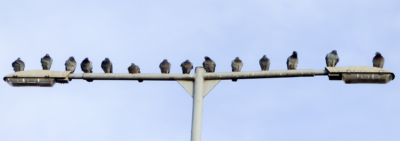 Balandis, Paukštis, Paukščiai, Balandžiai, Plunksnos, Sparnuotas, Miesto Balandžiai, Gyvūnas, Fauna, Atsipalaiduoti