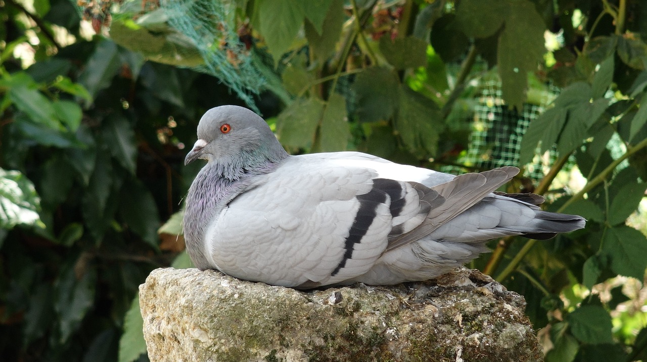 Balandis, Paukštis, Laukimas, Pilka, Plumėjimas, Ornitologija, Gamta, Plunksna, Oiseau, Nemokamos Nuotraukos