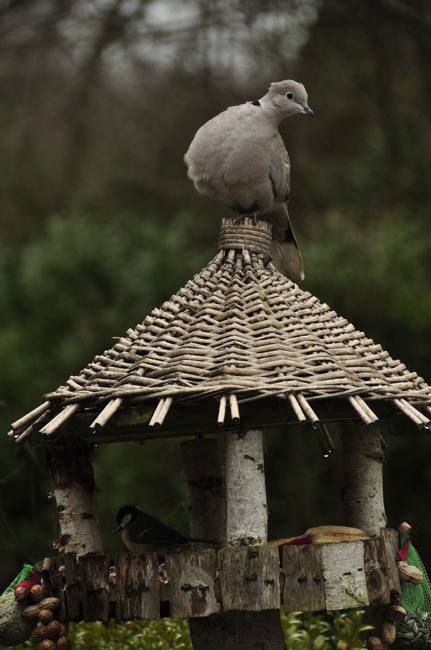 Balandis, Paukštis, Gamta, Balandžiai, Gyvūnai, Sodas, Fauna, Birdhouse, Nemokamos Nuotraukos,  Nemokama Licenzija