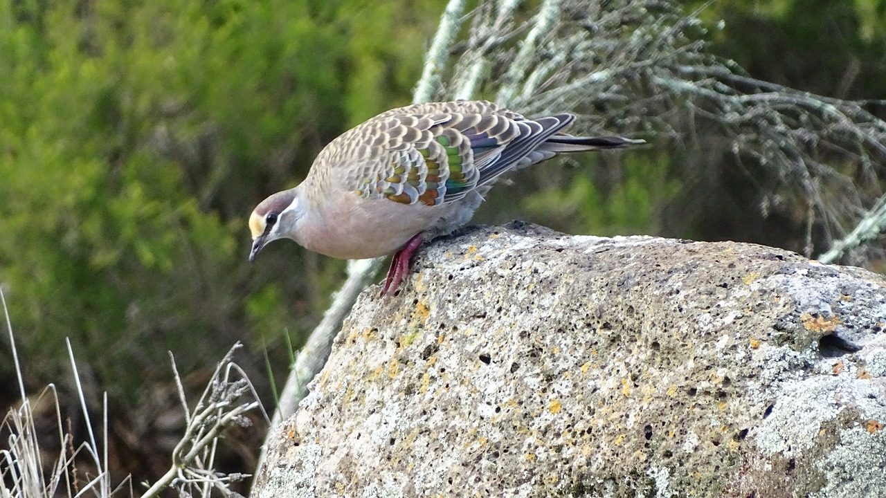 Balandis, Paukštis, Balandis, Laukinė Gamta, Gyvūnas, Fauna, Plunksna, Sparnas, Snapas, Nemokamos Nuotraukos