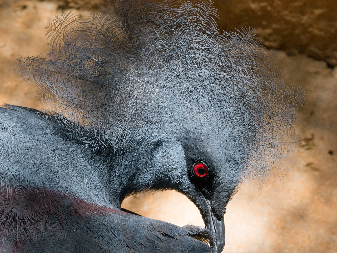 Balandis, Paukštis, Zoologijos Sodas, Plunksnos, Preening, Nemokamos Nuotraukos,  Nemokama Licenzija