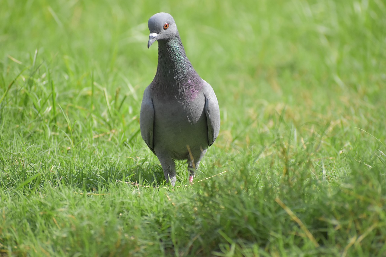 Balandis, Paukštis, Columbidae, Nemokamos Nuotraukos,  Nemokama Licenzija