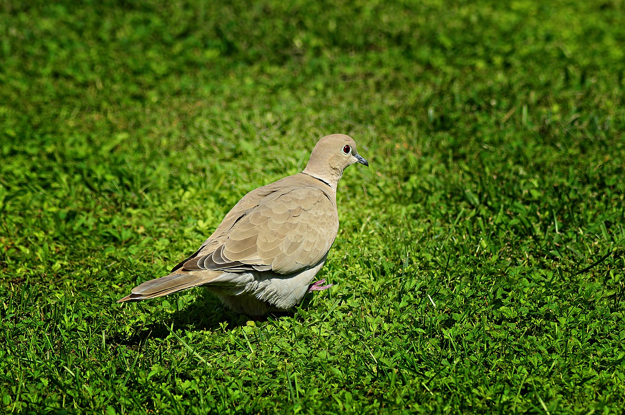 Balandis, Turtledove, Paukštis, Gyvūnai, Sparnuotas, Plunksnos, Nemokamos Nuotraukos,  Nemokama Licenzija