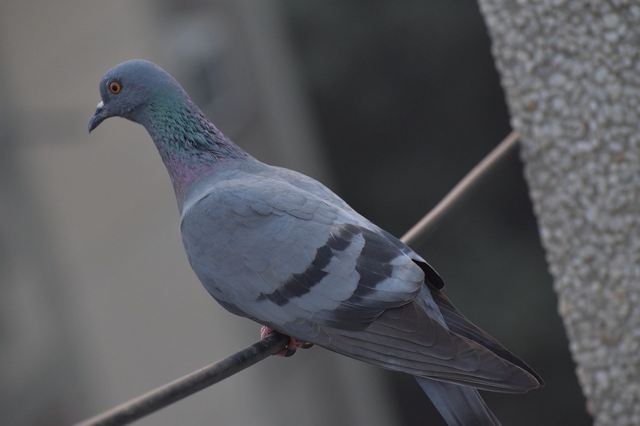 Balandis, Paukštis, Columbidae, Nemokamos Nuotraukos,  Nemokama Licenzija