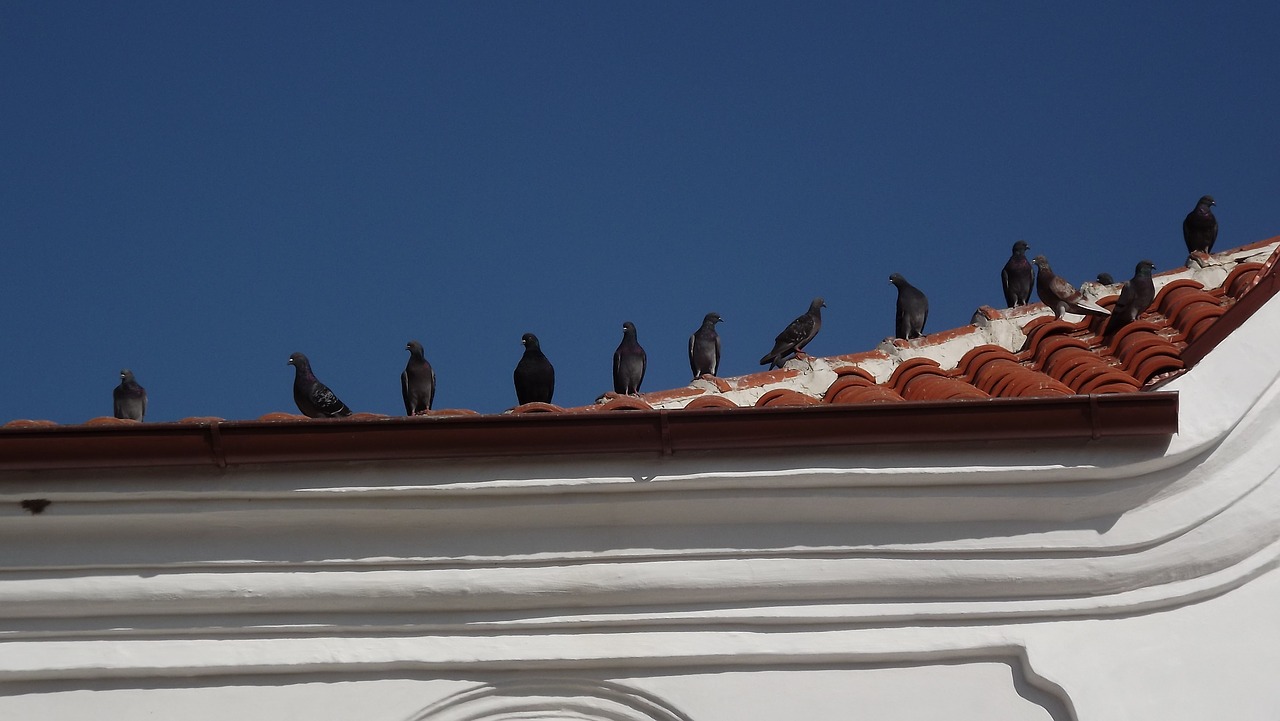 Подготовительная группа аппликация голуби на черепичной крыше. Голуби на черепичной крыше. Птицы на крыше. Птица на карнизе. Птица голубь на крыше.