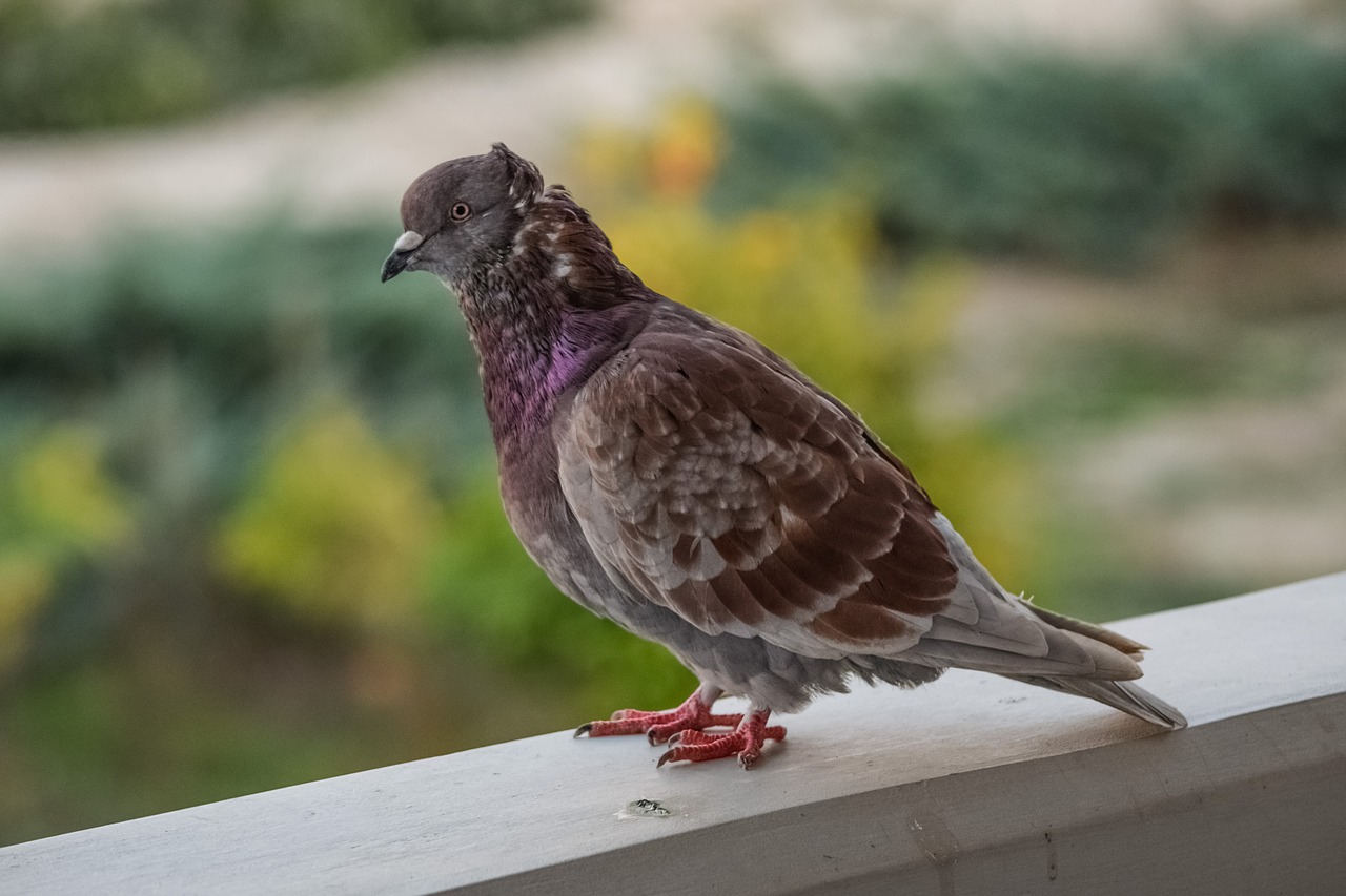 Balandis, Paukštis, Gamta, Gyvūnas, Lauke, Fauna, Portretas, Nemokamos Nuotraukos,  Nemokama Licenzija