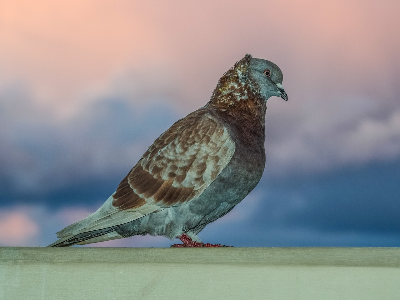 Balandis, Paukštis, Gamta, Gyvūnas, Lauke, Fauna, Portretas, Nemokamos Nuotraukos,  Nemokama Licenzija