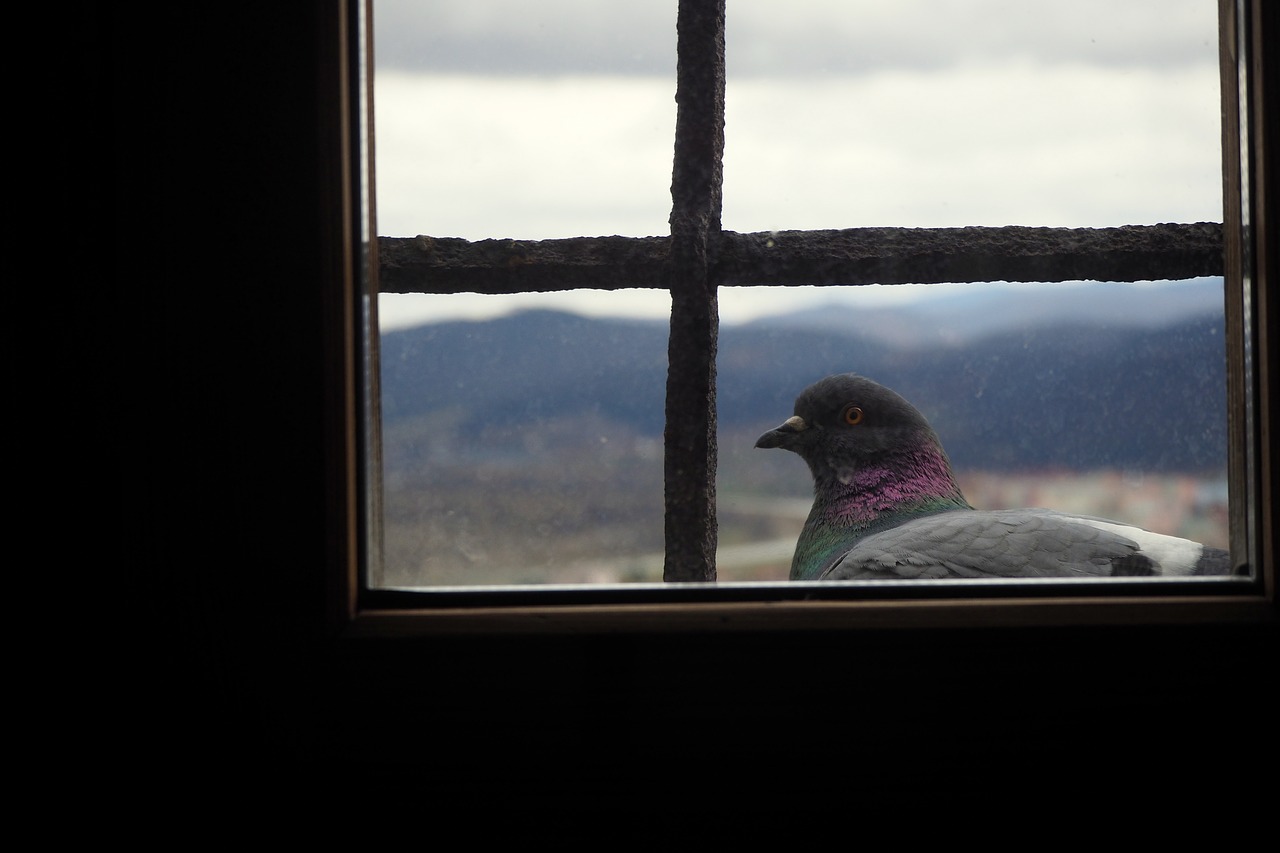 Pigeon,  Pigeon,  Bokštas,  Mystic,  Slovakija,  Pilis,  Architektūra,  Paminklai,  Paukštis,  Dangus