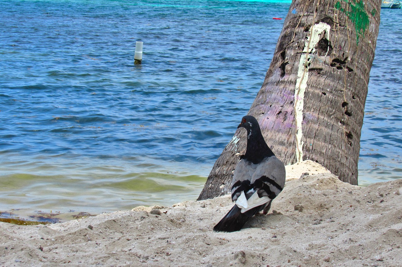 Pigeon,  Smėlis,  Jūra,  Vandens,  Papludimys,  Pajūrio,  Vandenynas,  Vasara,  Tropical,  Atostogos