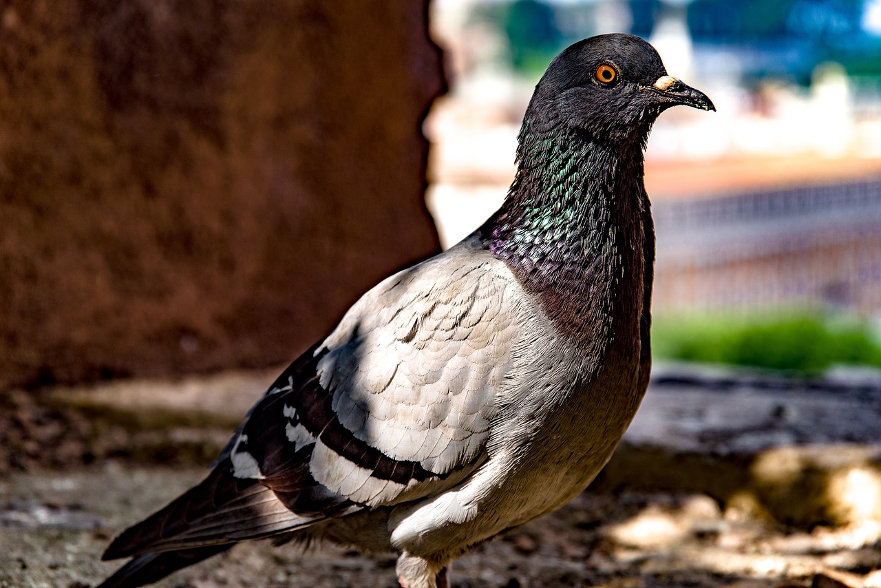 Pigeon,  Dove,  Paukštis,  Gyvūnas,  Pobūdį,  Lauko,  Roma,  Italija, Nemokamos Nuotraukos,  Nemokama Licenzija