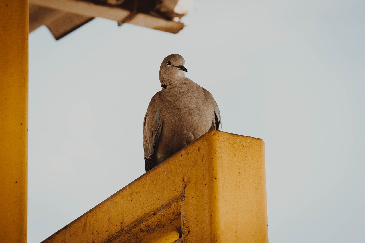 Pigeon,  Miestas Paukštis,  Paukščiai,  Iš Balandžių Veisimo,  Dove,  Miestas,  Stotis,  Gatvė,  Sustabdyti,  Platforma