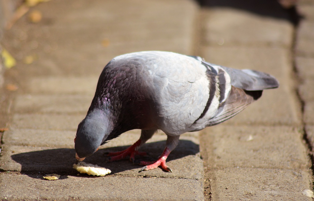 Pigeon,  Dove,  Paukštis,  Gyvūnas,  Plunksna,  Gyvūnija,  Lauke, Nemokamos Nuotraukos,  Nemokama Licenzija