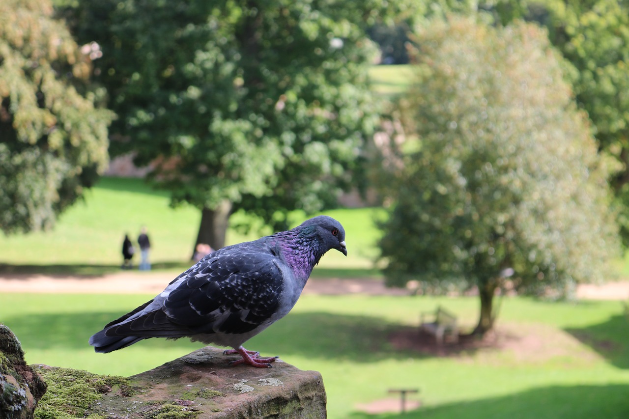 Pigeon,  Pobūdį,  Pilis,  Šiluma, Nemokamos Nuotraukos,  Nemokama Licenzija