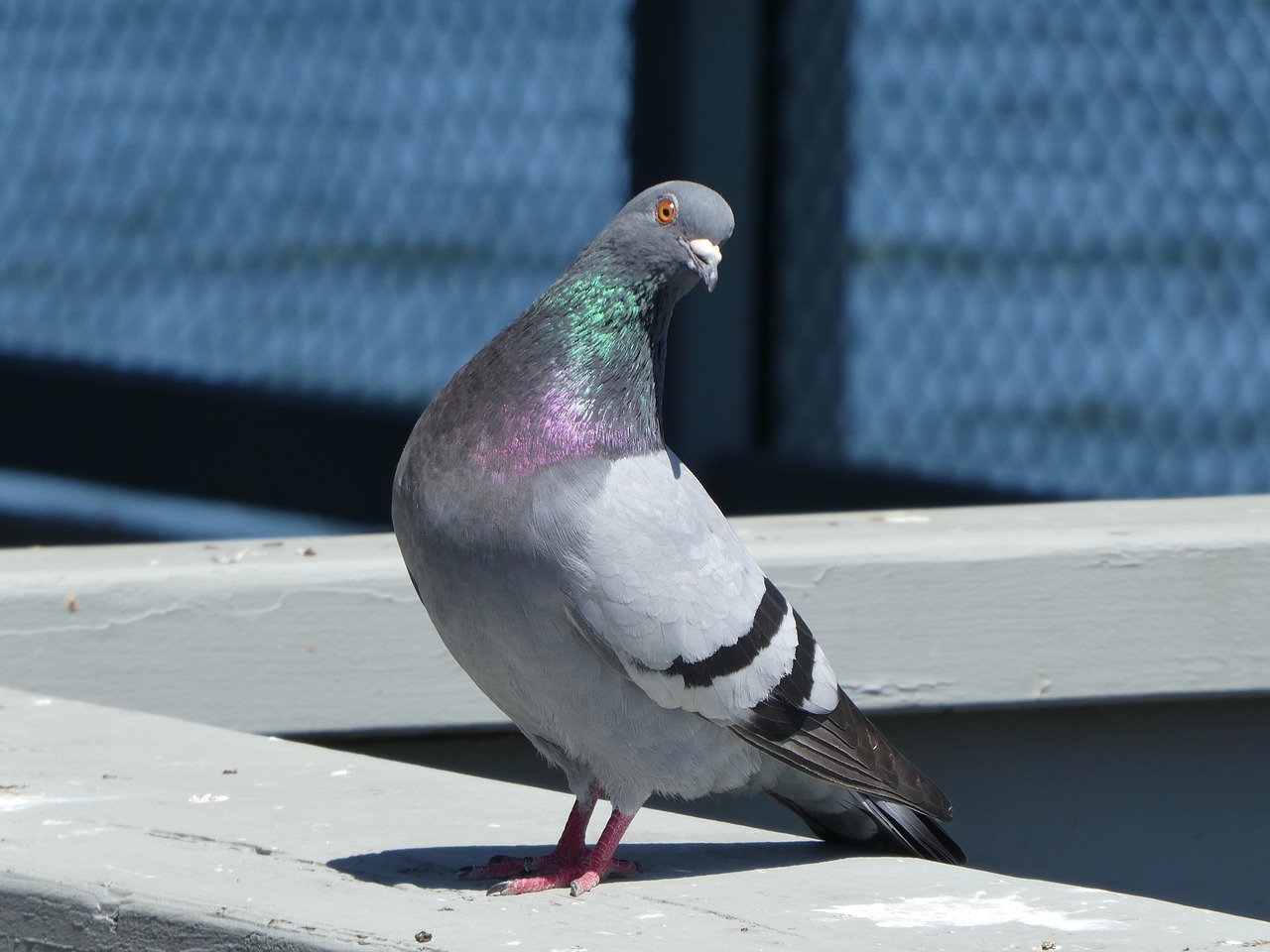 Pigeon,  Paukštis,  Spalvinga,  Smalsu,  Dove,  Gyvūnijos,  Graži,  Plunksnos,  Atrodo,  Sparnas