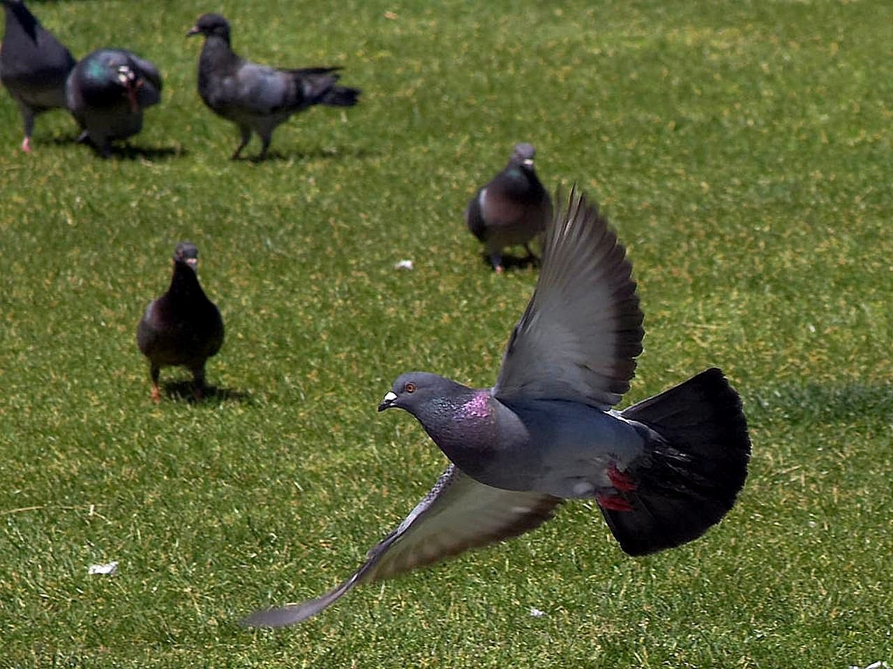 Balandis, Skraidantis, Balandžiai, Paukščiai, Gyvūnai, Fauna, Nemokamos Nuotraukos,  Nemokama Licenzija