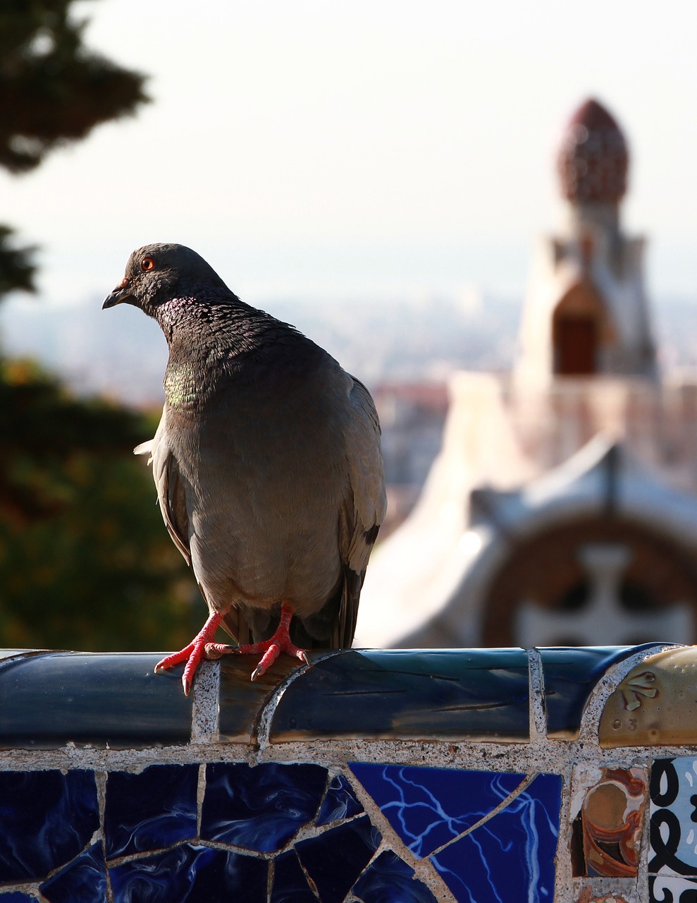 Balandis,  Paukštis,  Gyvūnas,  Park Guell,  Raudonos Pėdos,  Paukščio Pėdos,  Ispanija, Nemokamos Nuotraukos,  Nemokama Licenzija